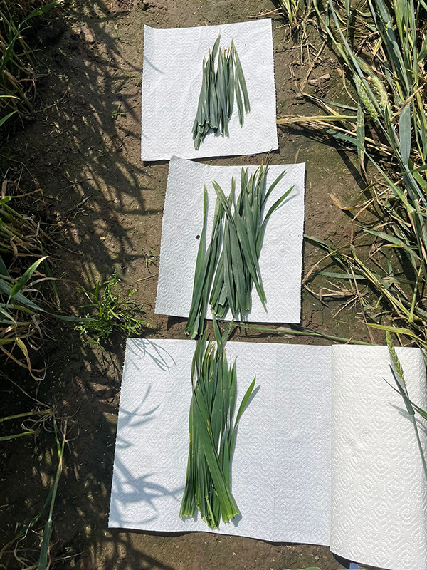 hvedeblade der ligger på køkkenrulle